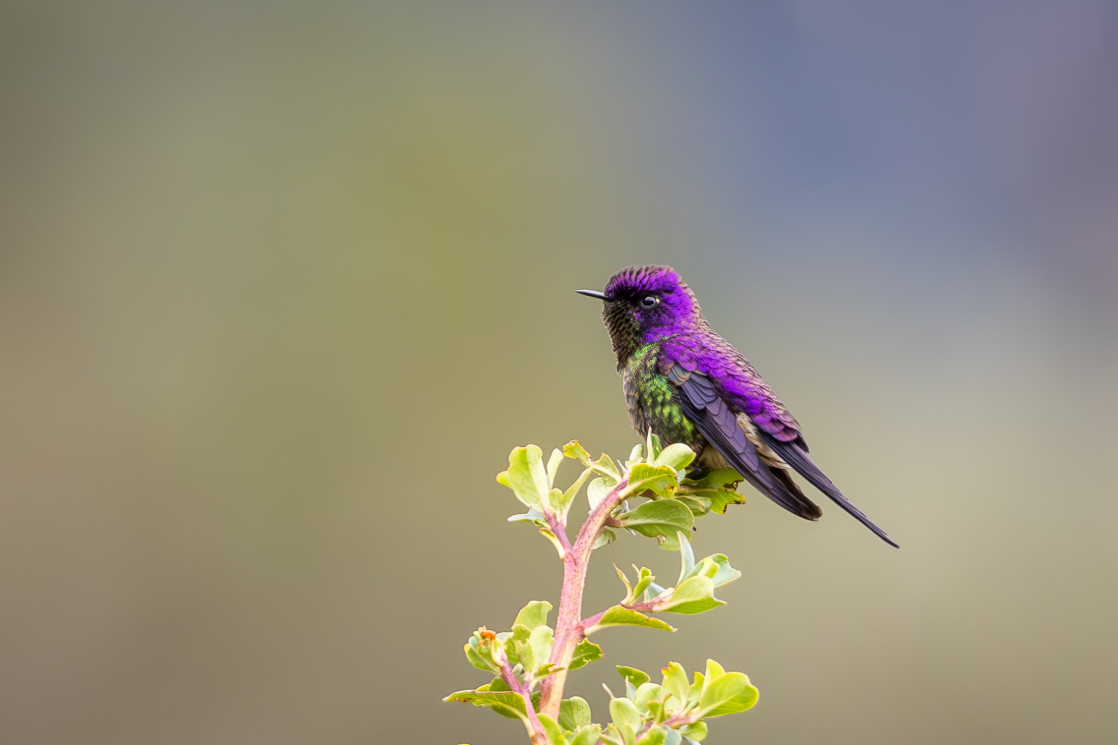 image Purple-backed Thornbill
